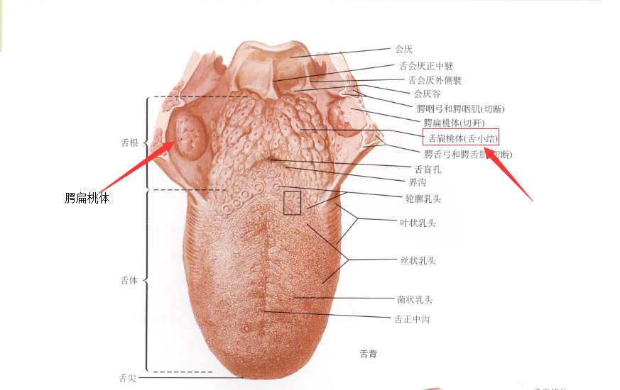 为什么感冒前总是先嗓子疼两三天后才会有感冒的症状每次都这样
