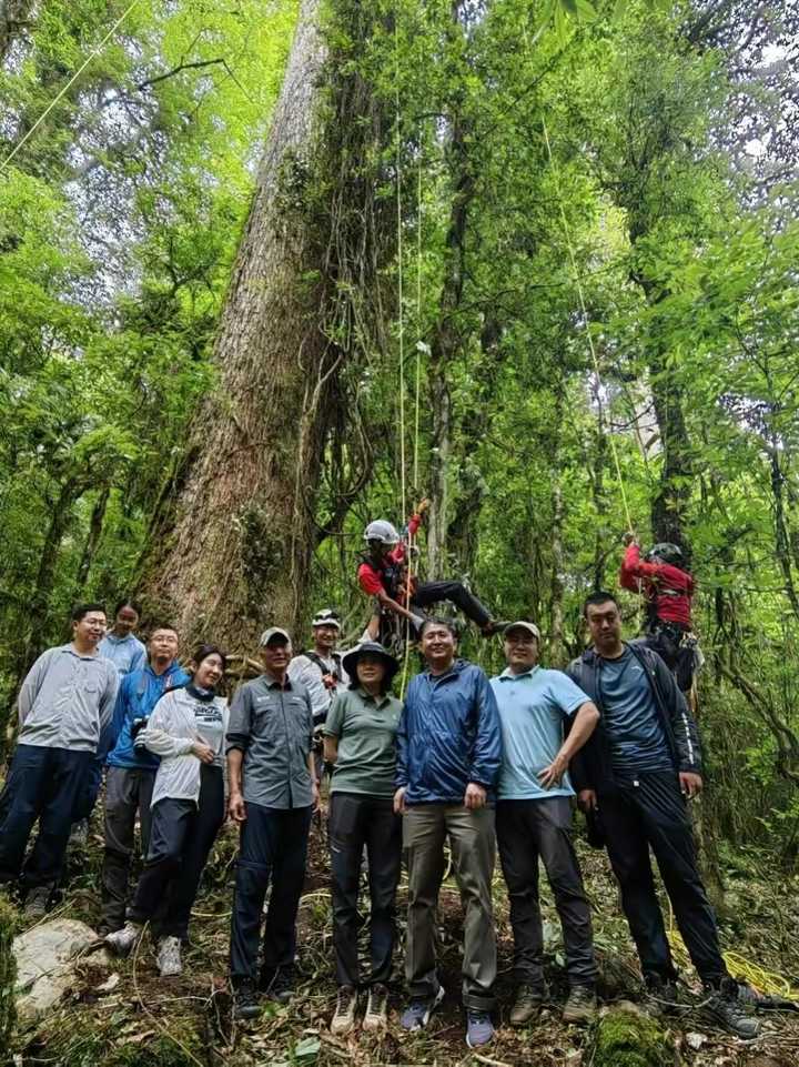 中国最高树木 83.4 米刷新纪录,该植物的生长环境是怎样的? - 知乎
