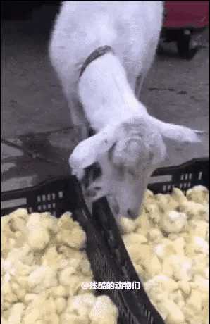 动图封面