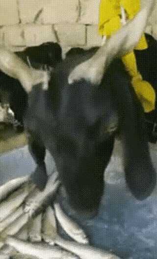 动图封面