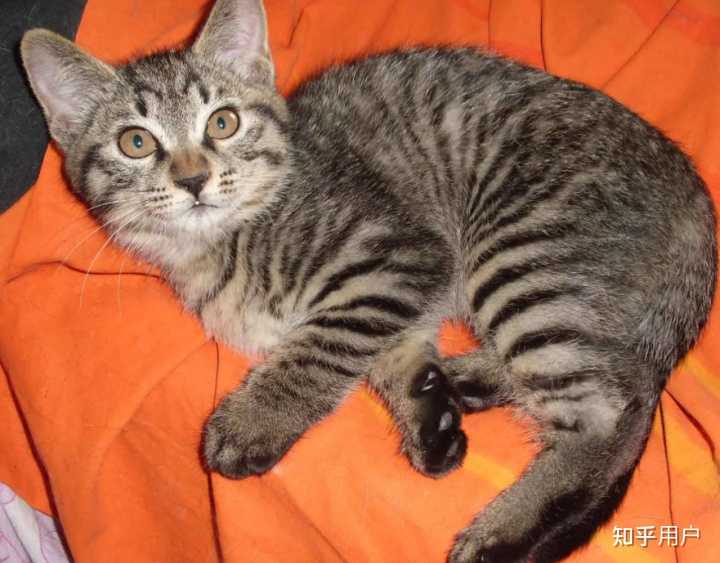 三花公猫除了没有生育能力还有其他问题吗？ - 知乎