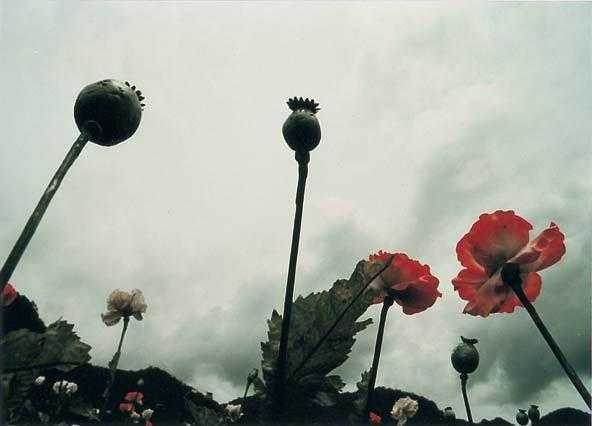 张静初 / 古天乐 / 何美钿 / 袁咏仪 / 尔冬升 / 元宝 / 谢芷彤