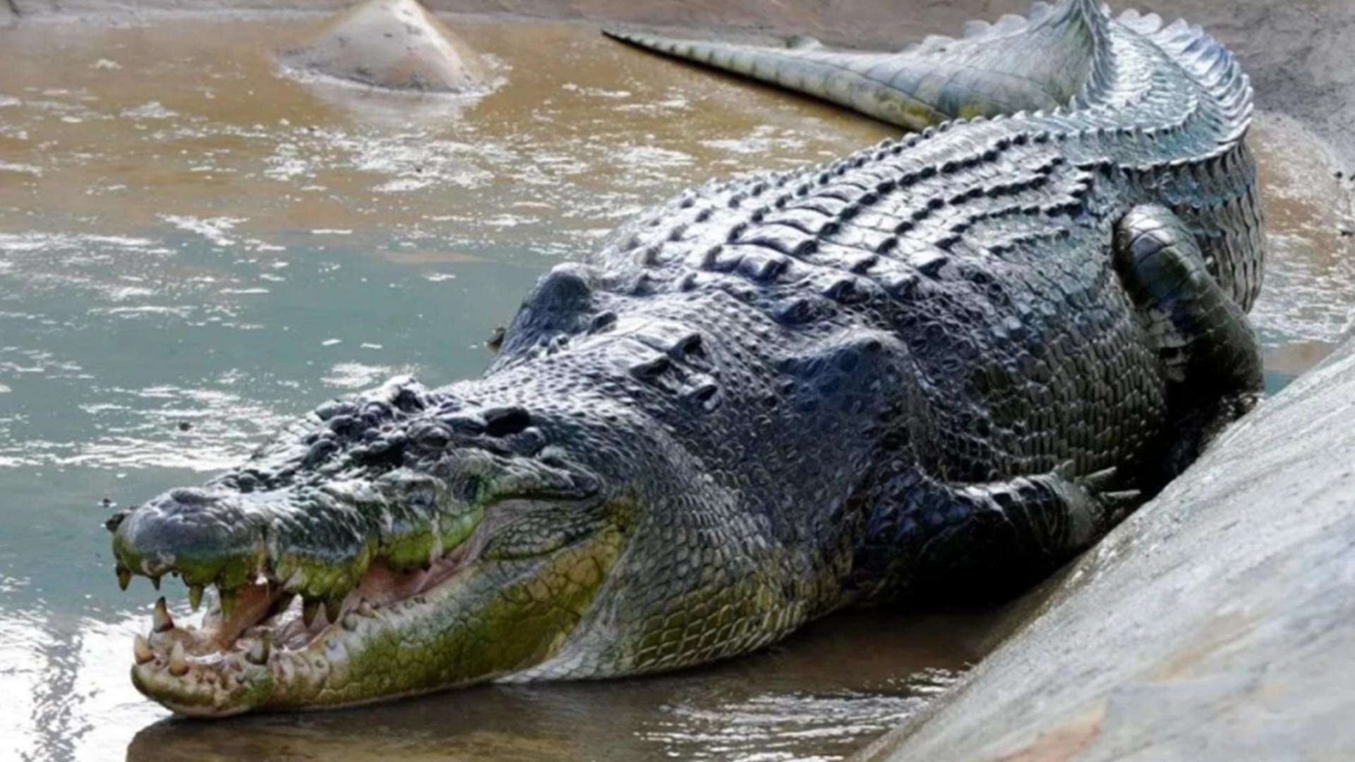 十大鳄鱼排名 世界上最危险的鳄鱼