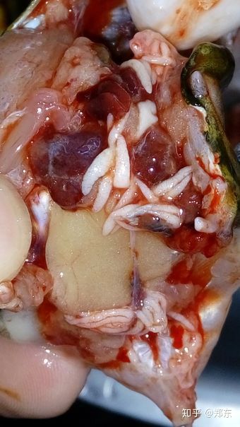 黄辣丁鱼肚子里有很多白色像蛆一样形状的东西是什么不是肠子心脏等