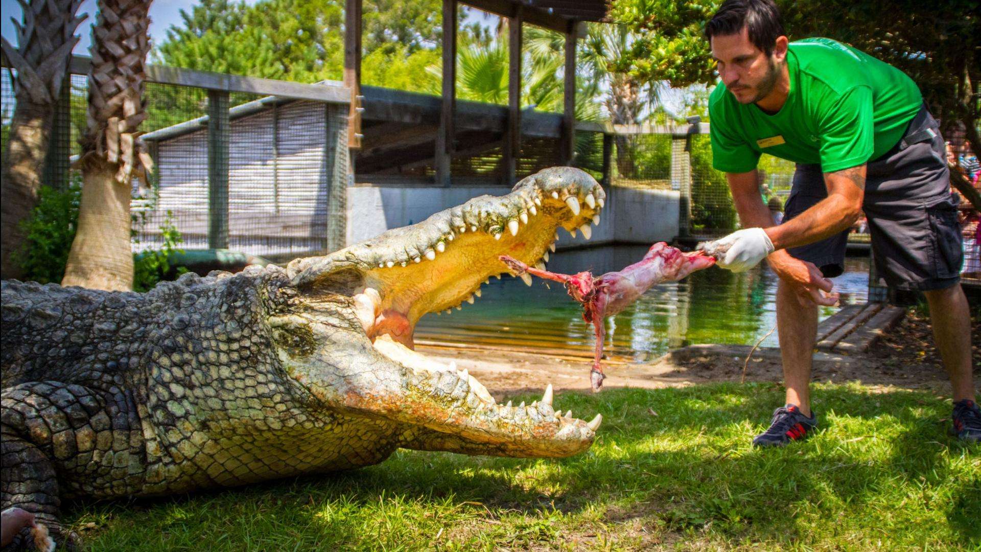 十大鳄鱼排名 世界上最危险的鳄鱼