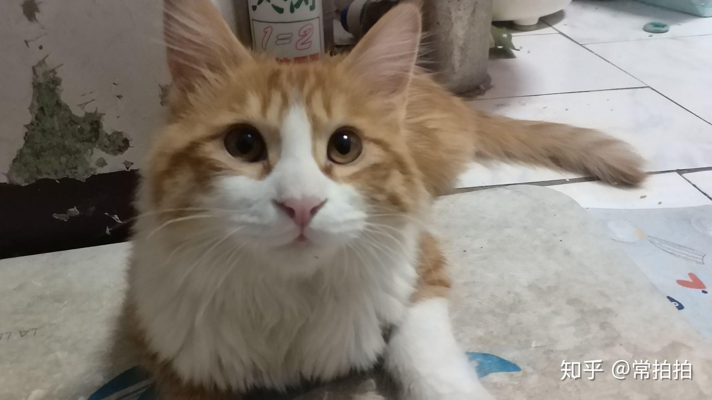 怎么评价blackpink成员jennie的颜? - 知乎