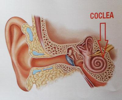 cochlea