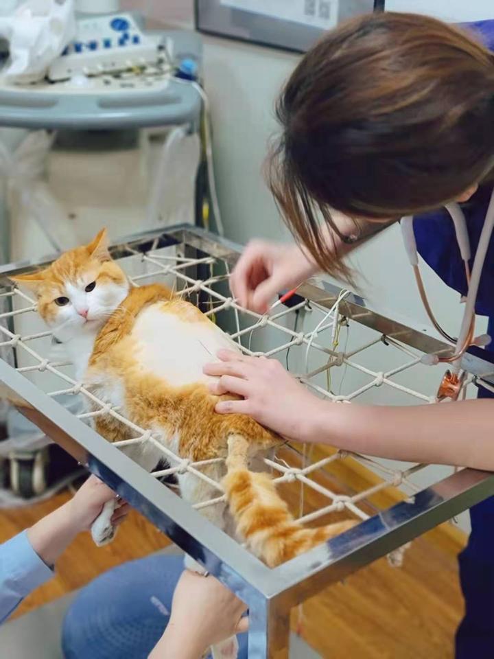 小猫咪也是可以乖乖做针灸的