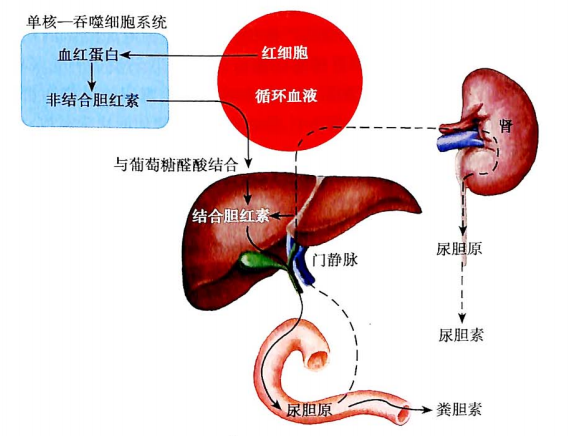 黄疸的分类和应用都有哪些? - 知乎