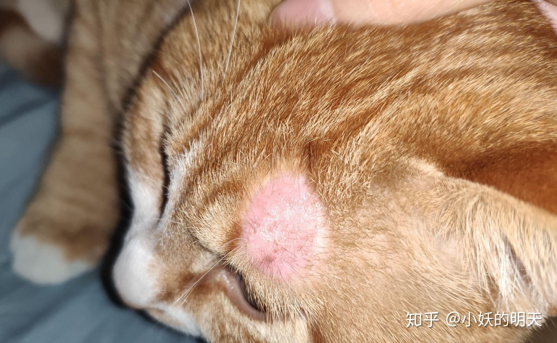 猫咪上眼皮红肿掉毛