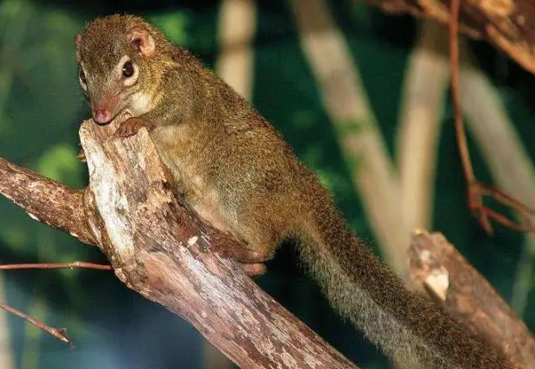 人的酒量还不如一只动物 关于酒的6个冷知识 让喝酒变得更有趣 知乎