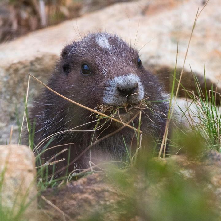 地球上最珍稀的哺乳动物之一 全世界只有这个岛有 知乎