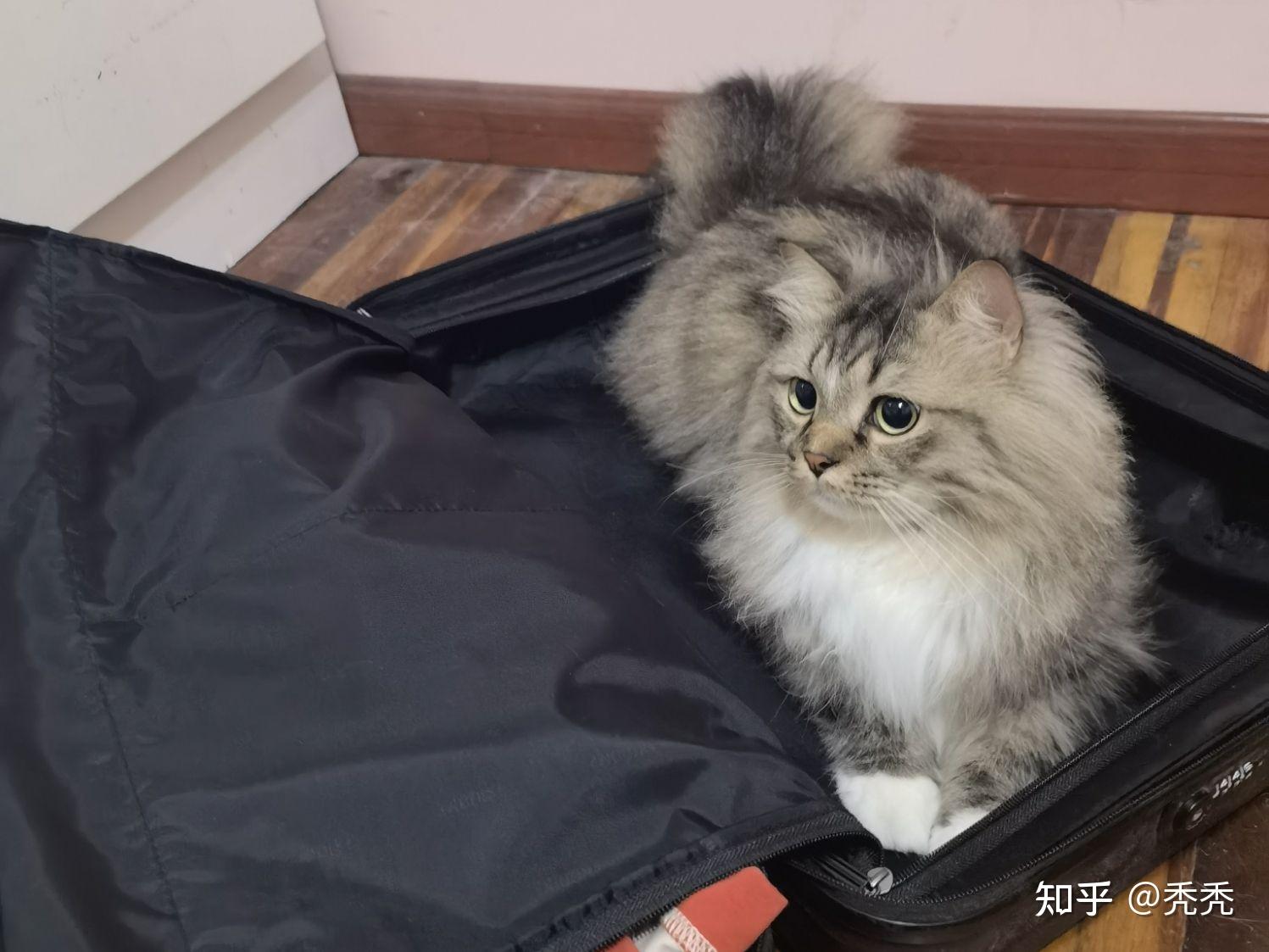 金吉拉和布偶配种是啥样