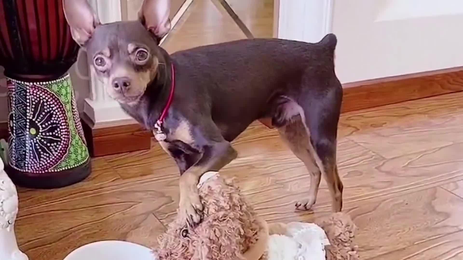 啵啵乐不吃别人剩下的狗粮又跑去卧室拿新的狗粮吃嫌别人埋汰1