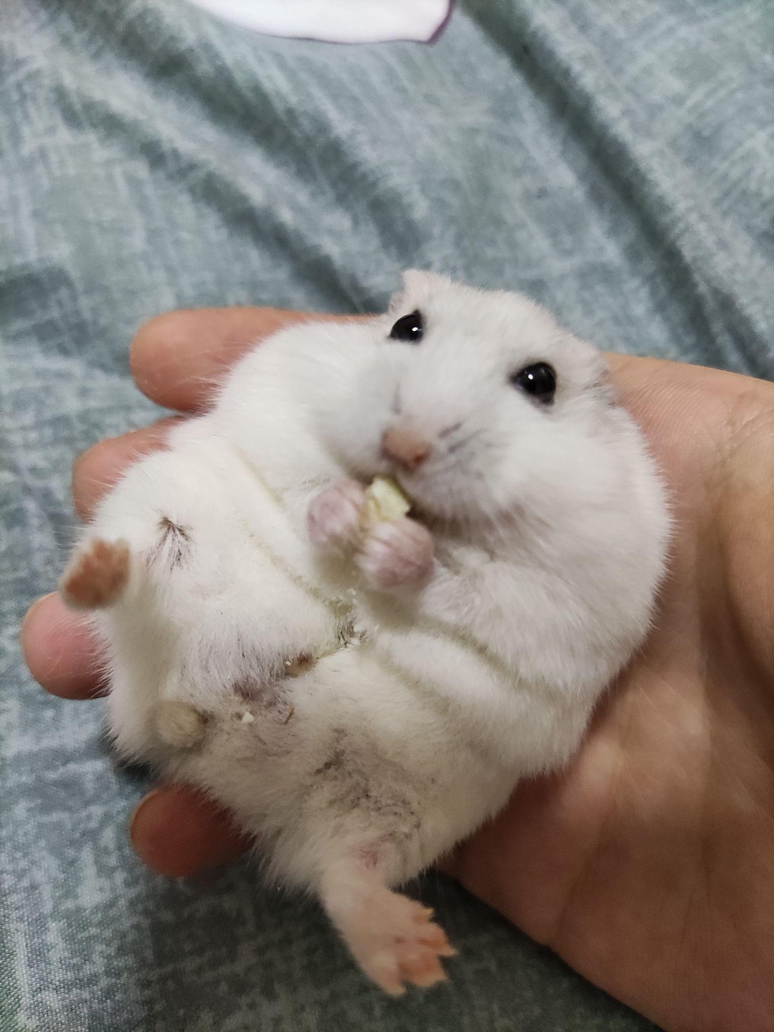 怎样让仓鼠体型长大一点?