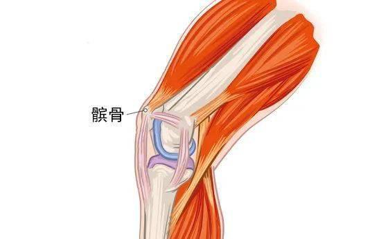 髕骨帶的選擇原則是什麼