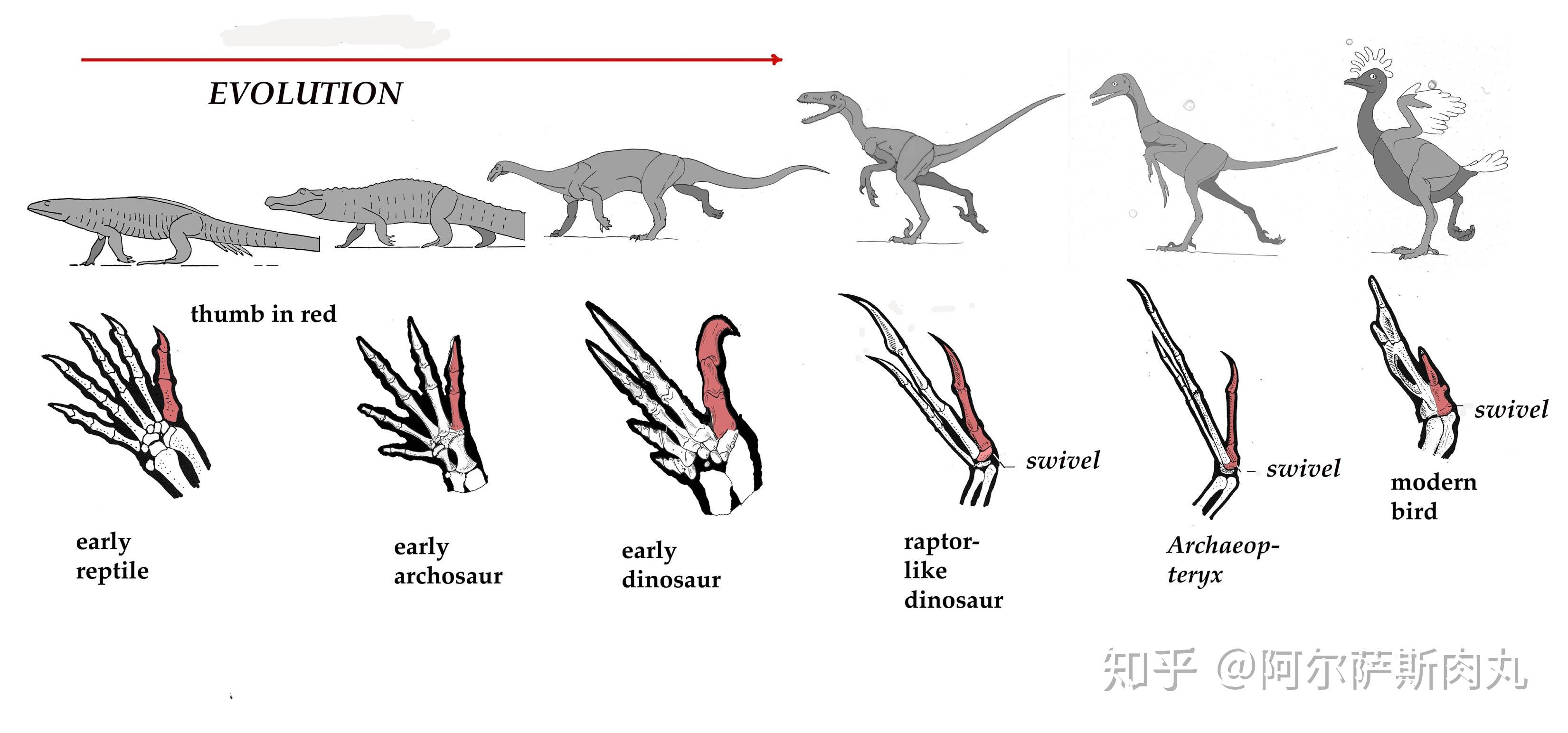 鸡真的是恐龙后代吗？6500万年前的部分恐龙其实存活至今_鸟类_始祖鸟_祖先