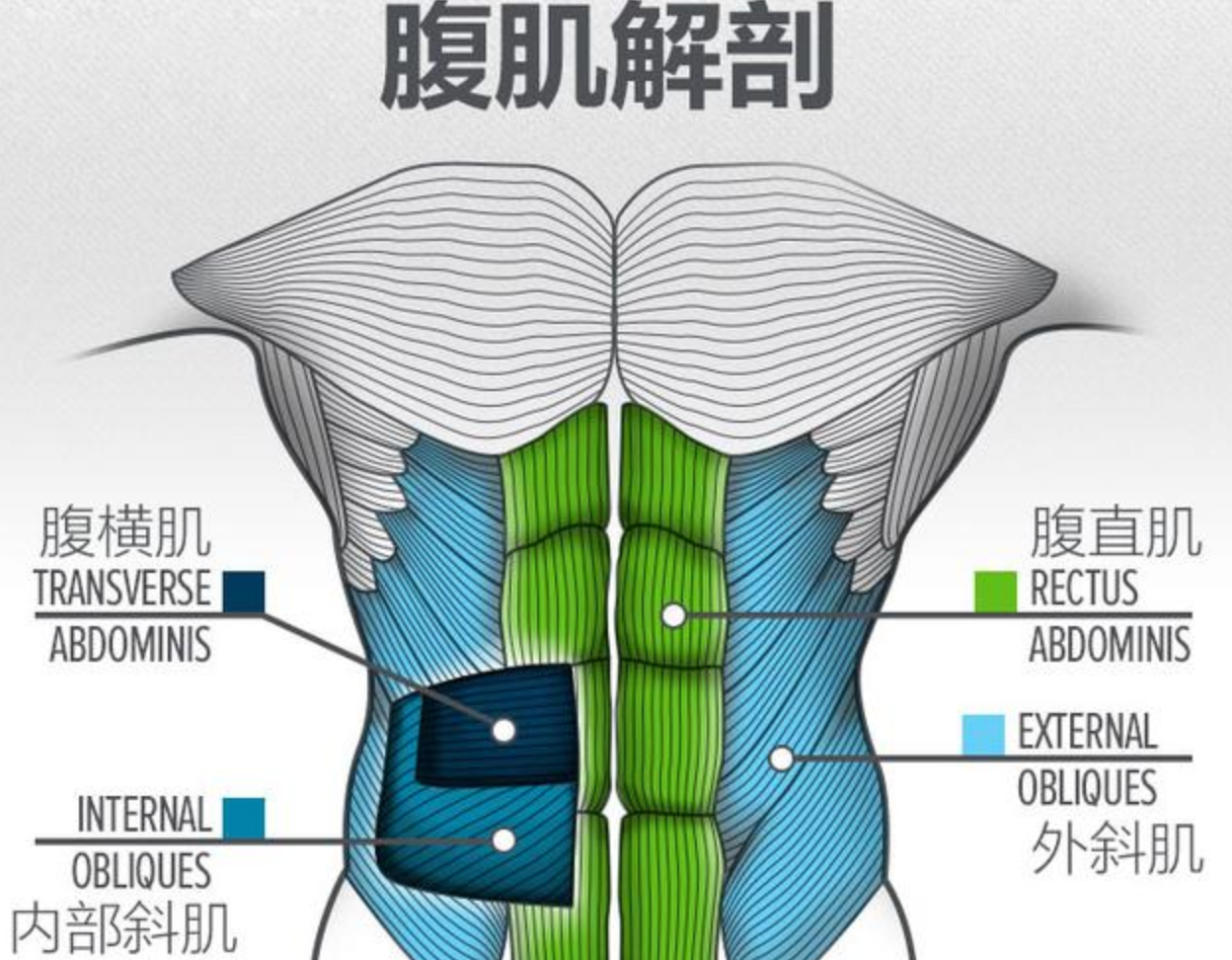 图3-3 腹前外侧壁 右前面观 显示腹横肌-基础医学-医学