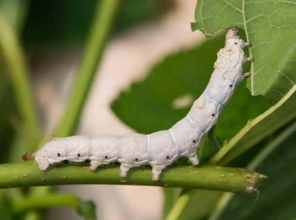 養一百隻蠶寶寶是什麼體驗