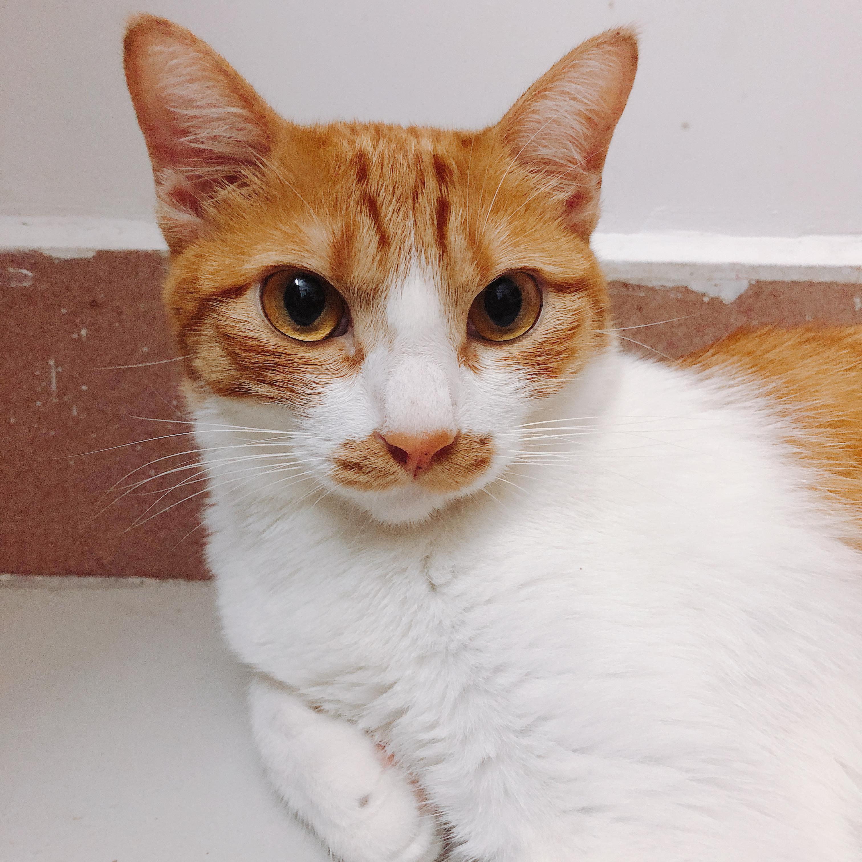 有一只很可爱的橘猫是什么体验? - 知乎