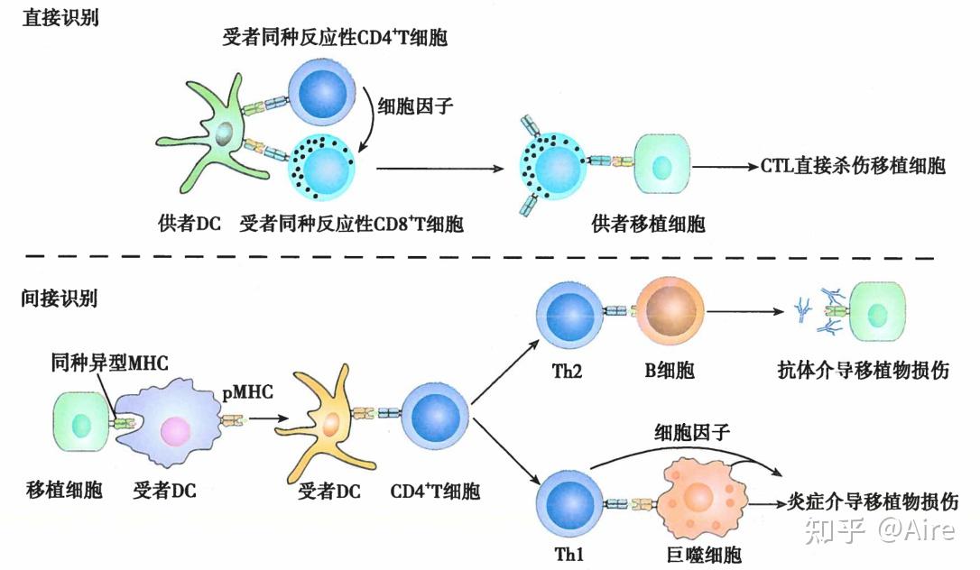 既然mhc分子有限制性,t细胞只能识别自身的mhc分子,那移植排斥是如何