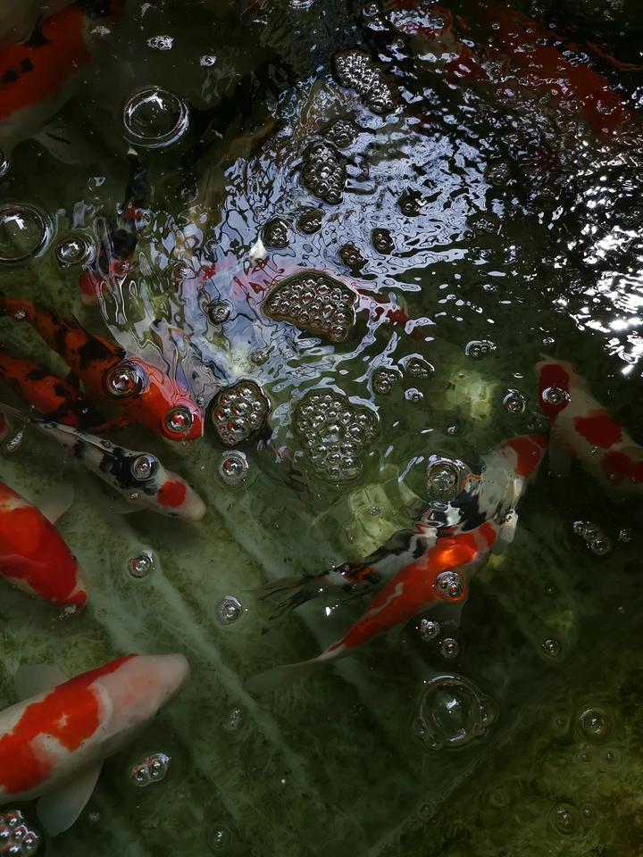 锦鲤鱼池水面起泡是什么原因 知乎